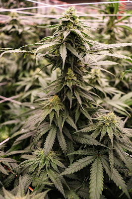 Photo of The Green Joint - Glenwood Plaza Rec Dispensary