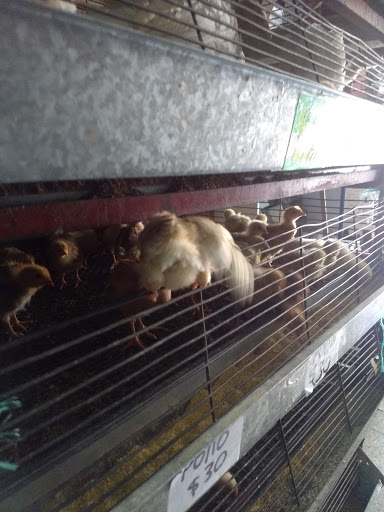 Agropecuaria de Puebla - Thumbnail