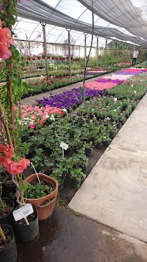 Vivero Fuji Garden Center, Author: Angelina Funakoshi