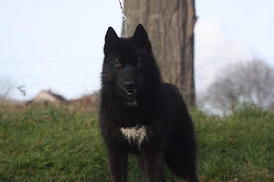 Photo n°3 de Elevage Legendary's Reborn (Husky Siberien LOF) - Pension Canine Féline et NAC 