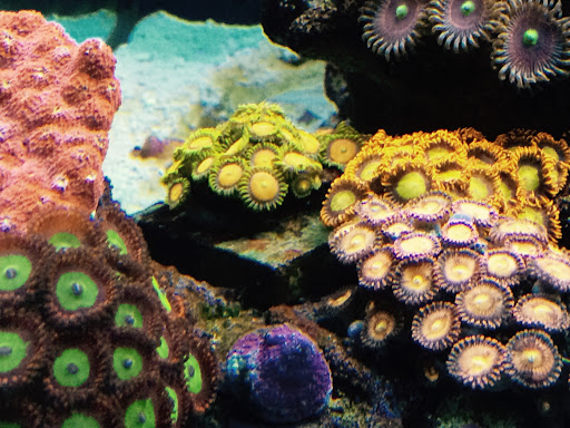 Summers Aquatics - Visual