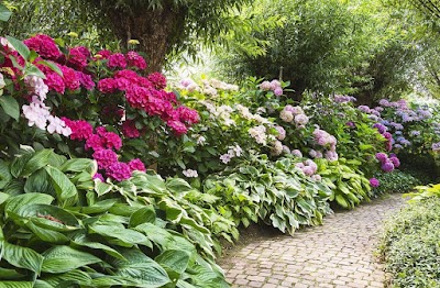 Photos of Dapple Landscape Design