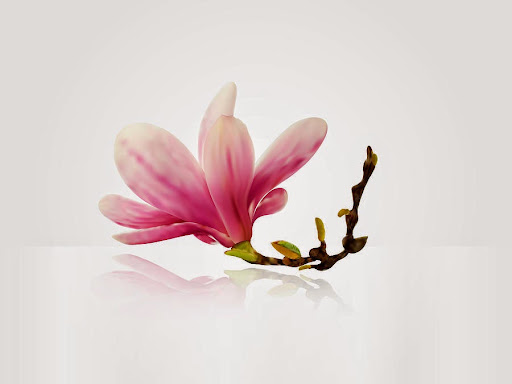 Magnolia Floral Boutique Gallery - Mexico