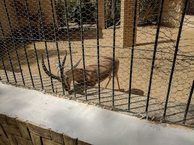 Desert Zoo