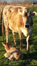 Photo n°18 de Ferme de la porte d'Aspe (GAEC du pas d'Aspe) à Gurmençon (Éleveur)