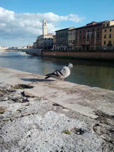 Pacinotti 2