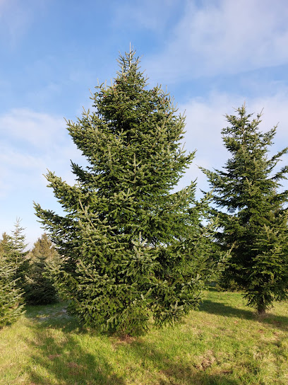 Sapins de Noël