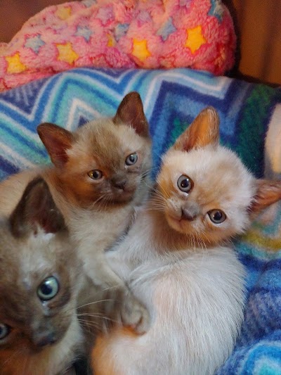 Rainbow Burmese Cattery