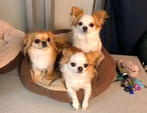 Great Falls Veterinary Hospital - Thumbnail