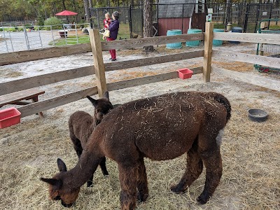 Out of Sight Alpacas