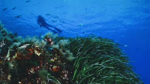 Mare Nostrum Diving - Visual