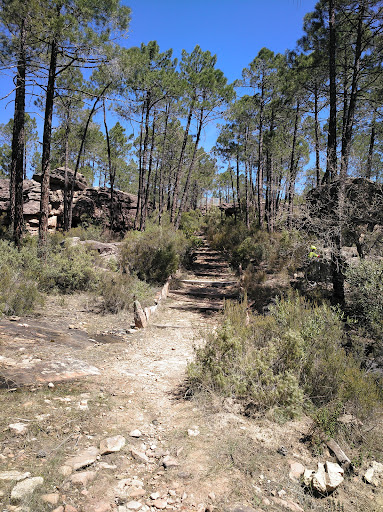 Selva Pascuala - Visual