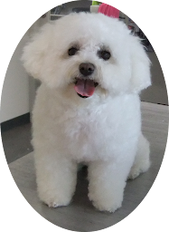 Photo n°19 de Dog Form - Alimentation et Accessoires à Langueux (Magasin d'articles pour animaux)