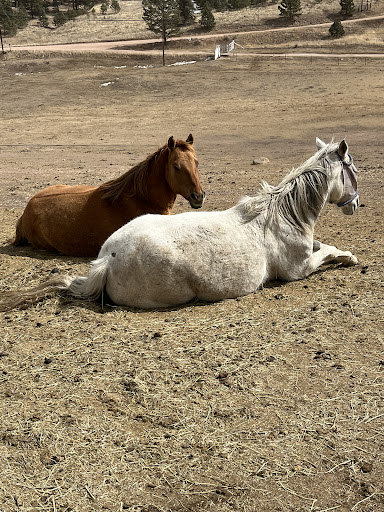 Red Tail Ranch Equestrian Center and Boarding - Thumbnail