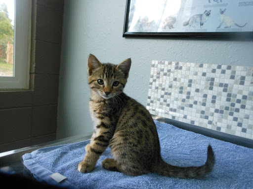 Forest Hill Veterinary Hospital - Thumbnail