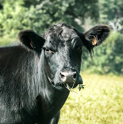Photo n°2 de La ferme de l'Etoile Noire à Félines (Ferme bio)