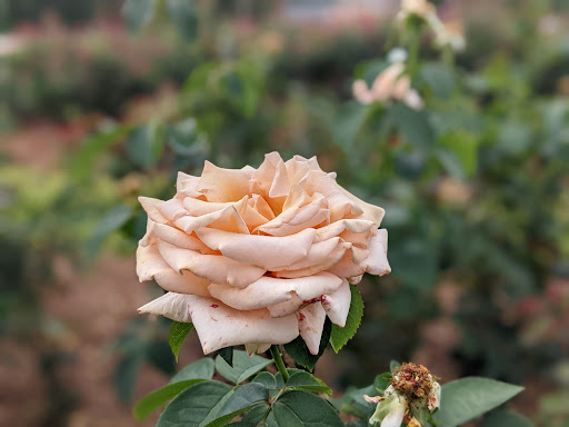 Fayetteville Rose Garden - Thumbnail