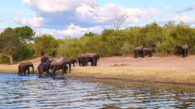 Chobe National Park by null