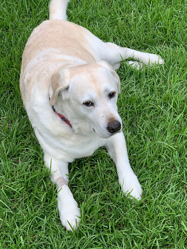 Brighton Animal Hospital Gallery - United States