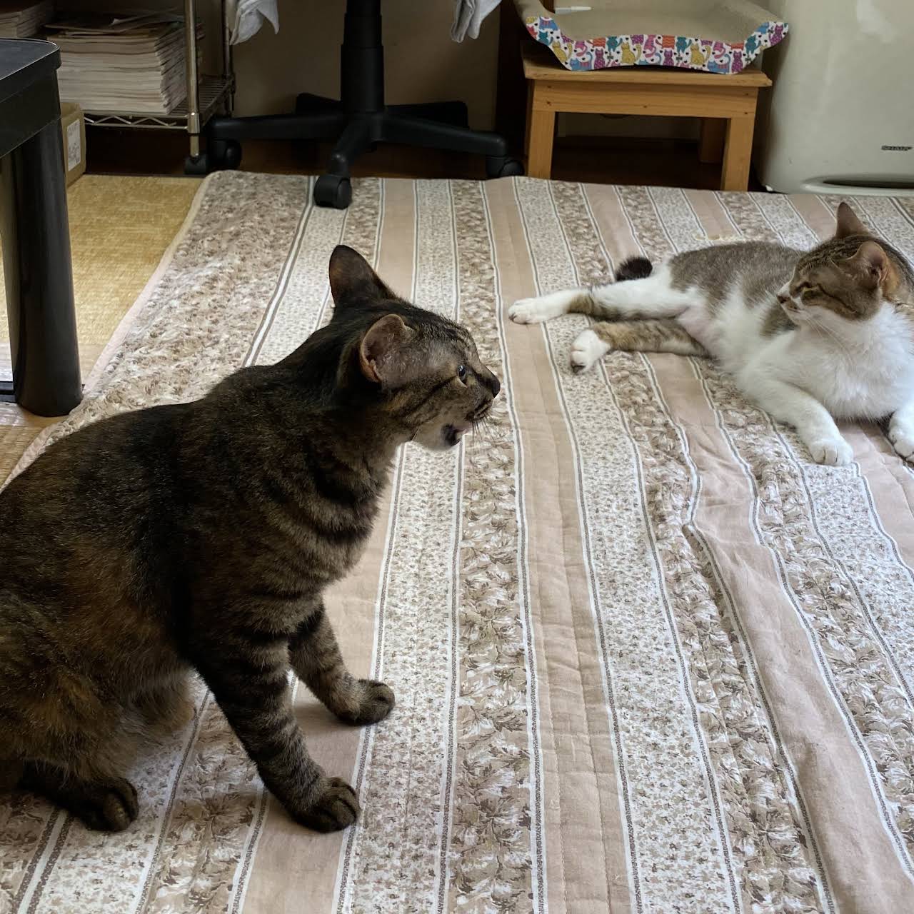 ぬこぬこなびげーたー 保護猫カフェ 足立区で保護猫とまったり過ごすおうちカフェ 喫茶