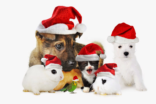 Vetcare Ltd Leigh - Thumbnail