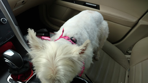 Wags 'N Whiskers Comprehensive Pet Care - Thumbnail