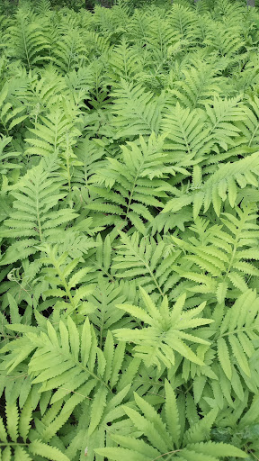 Whitney Brook Trail - Thumbnail