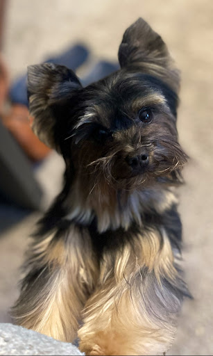 Tail Waggers Dog Grooming Gallery - United States