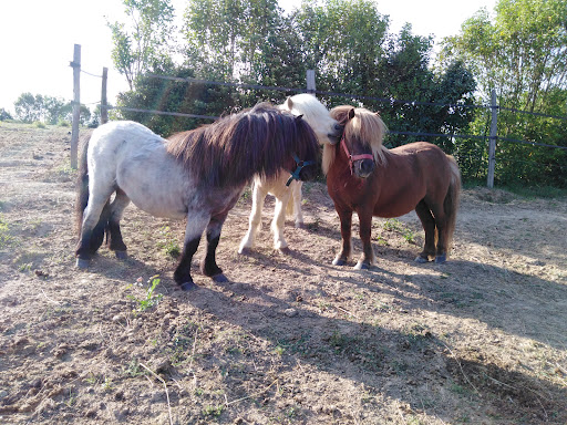 Photo de Gîte Les Ecuries de Martin à Saint-Félix-Lauragais (31540)