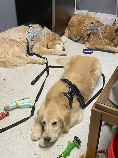 Ruff Cuts Grooming Salon - Thumbnail