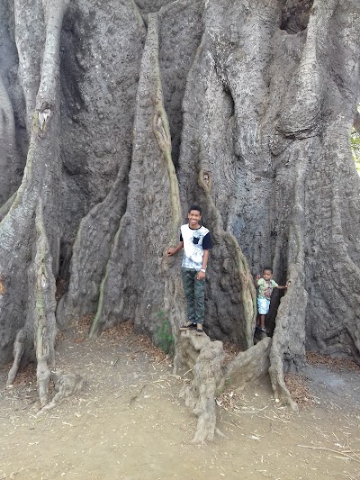 Photos of Poilone, Kapoktree