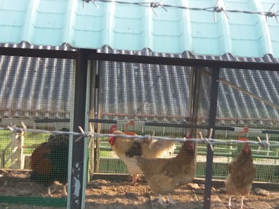 Photos of Boralande Dairy farm Government