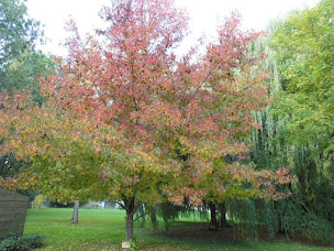 Photo n°25 de Manoir Du Pont à Bailleau-Armenonville (Lodge)
