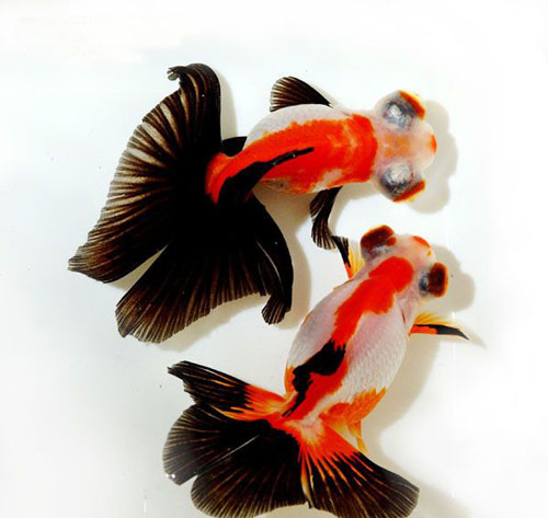 Pet 1 - Thumbnail