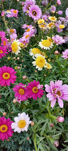 Vida Verde Victoria 💚 - Foto 1