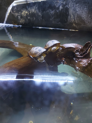 Bonder Exotics - Visual
