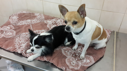 Veterinary clinic Jacquet-Viallet Doctors - Thumbnail