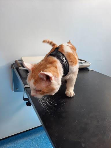 The Veterinary Hospital - Gorleston - Thumbnail