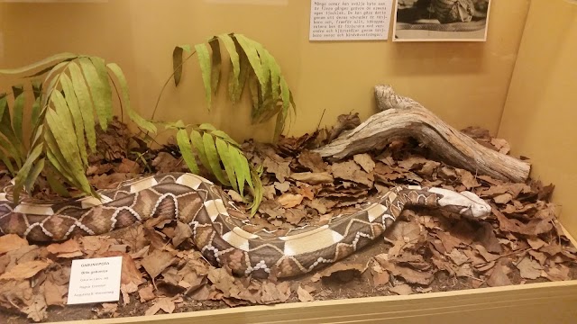 Göteborgs Naturhistoriska museum