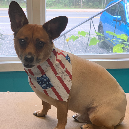 Paws & Relax Pet Spa - Thumbnail