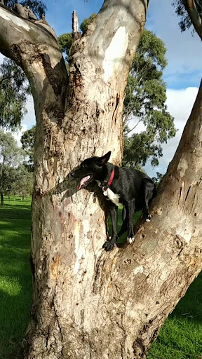 Gunns Road Reserve Fenced Dog Park - Thumbnail