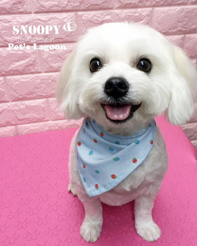 Pet's Lagoon - Veterinarian