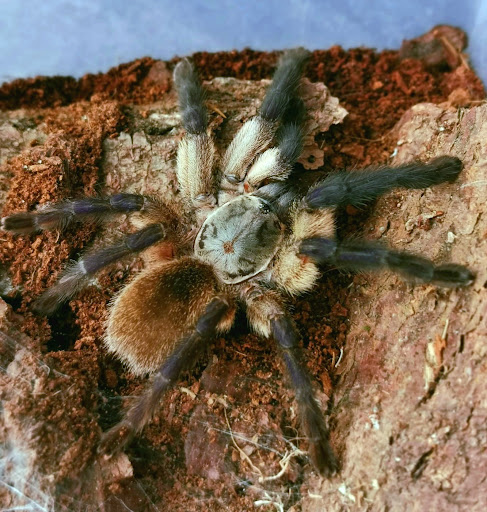 Spider Maniacs