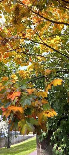 Mayflower Park - Thumbnail