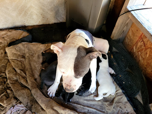 Mobile SPCA - Thumbnail