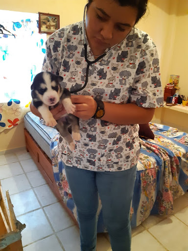 Clínica Veterinaria Dako-Pet’s
