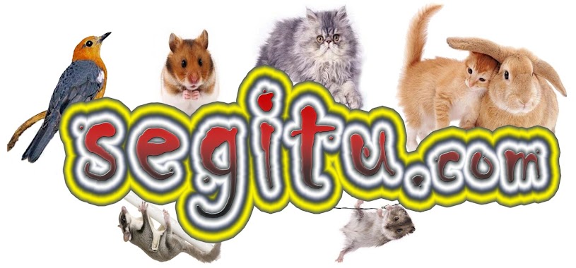 Segitu Pet Shop, Author: Segitu Pet Shop