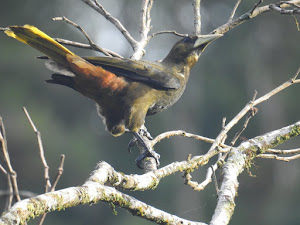 Manu Birding Tours 4