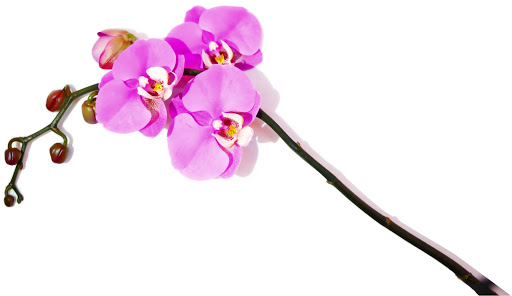Blumenhaus Weiß - Thumbnail