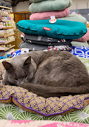 Photo n°12 de Jardinerie Les jardins de Beaune 45340 - J'DEA à Beaune-la-Rolande (Pépinière)